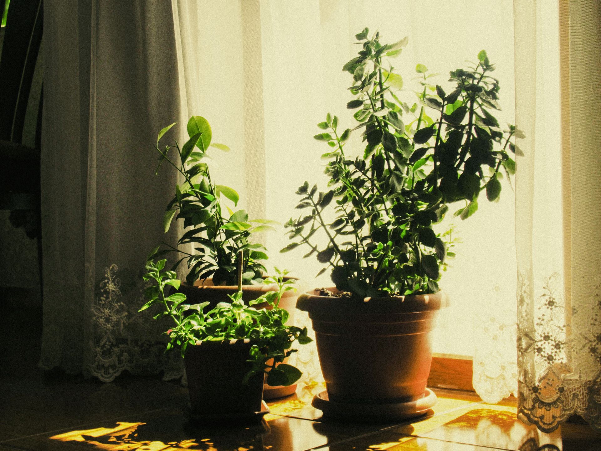Three potted houseplants basking in sunlight by a window, enhancing indoor ambiance.