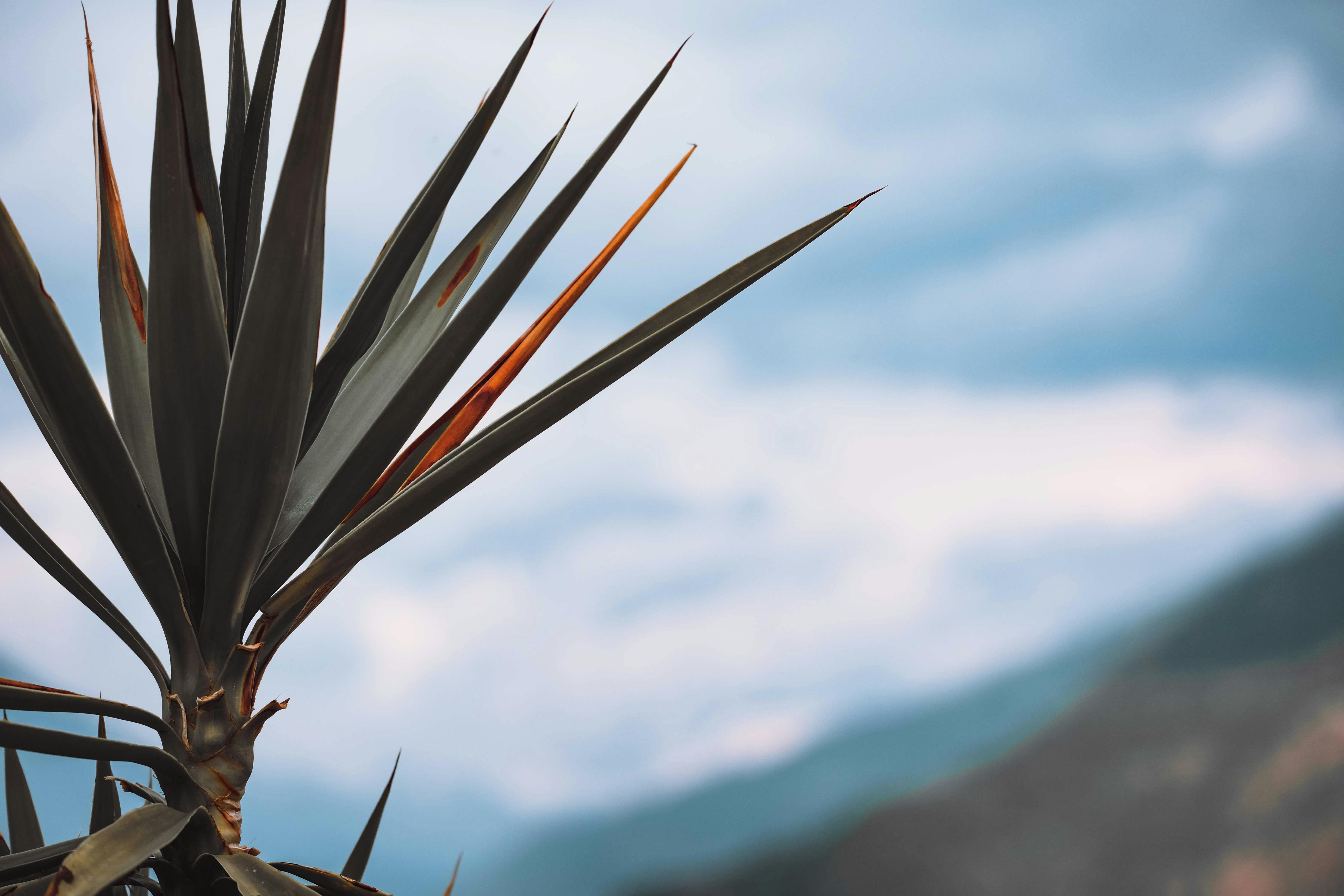 Green Yucca Plant in CloseUp Photography · Free Stock Photo