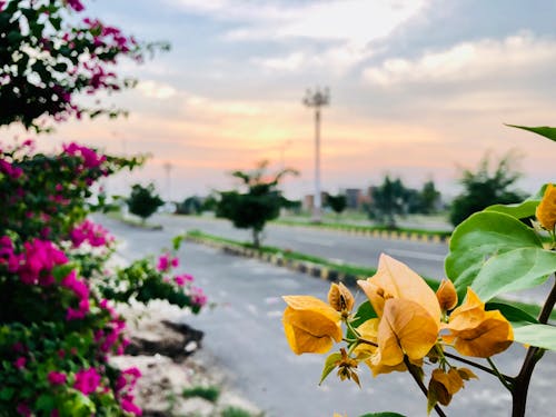 Free stock photo of abundance, beautiful flowers, beautiful sunset