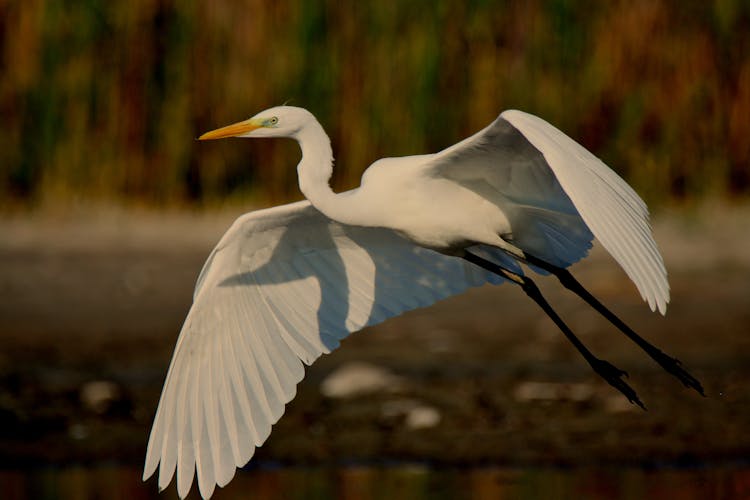 A Great Egret Flying