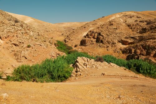 Free Scenic view of vibrant greenery thriving in a rocky desert environment under a clear blue sky. Stock Photo