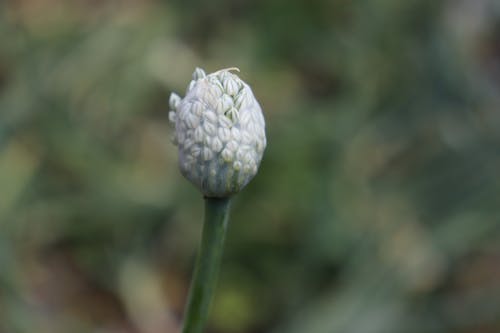 Close-Up Shot of a White Flower Bud