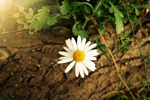 бесплатная Белый желтый цветок ромашки Стоковое фото