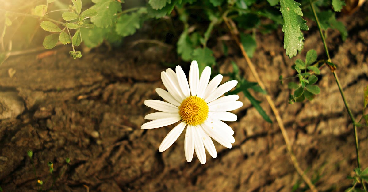 White Yellow Daisy Flower