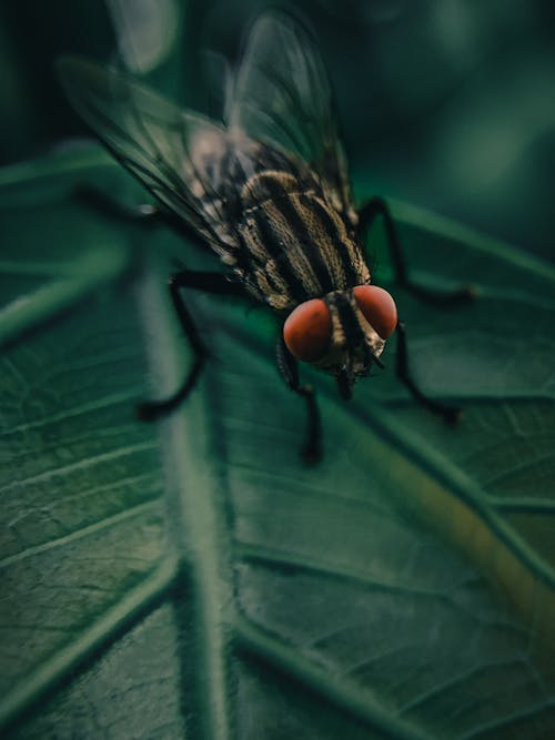 無料 垂直ショット, 昆虫, 昆虫の写真の無料の写真素材 写真素材