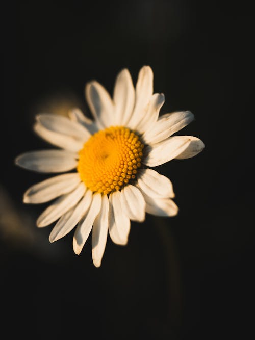 Close-Up Shot of a White Daisy in Bloom 
