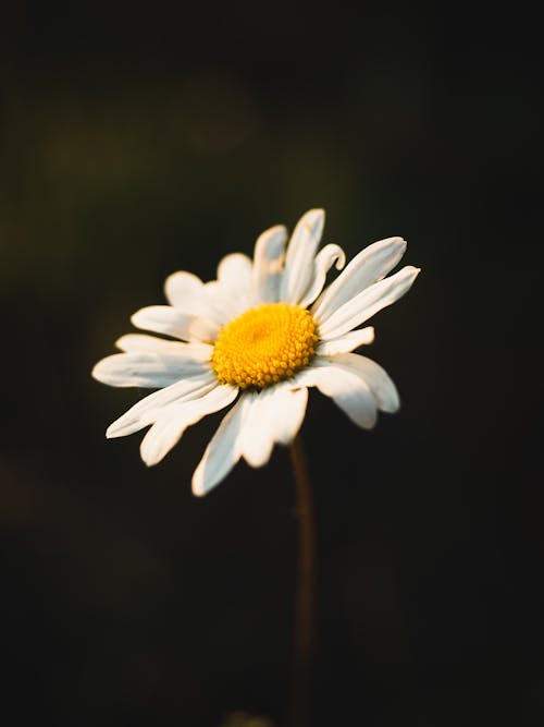 Close Up Shot of a White Daisy in Bloom