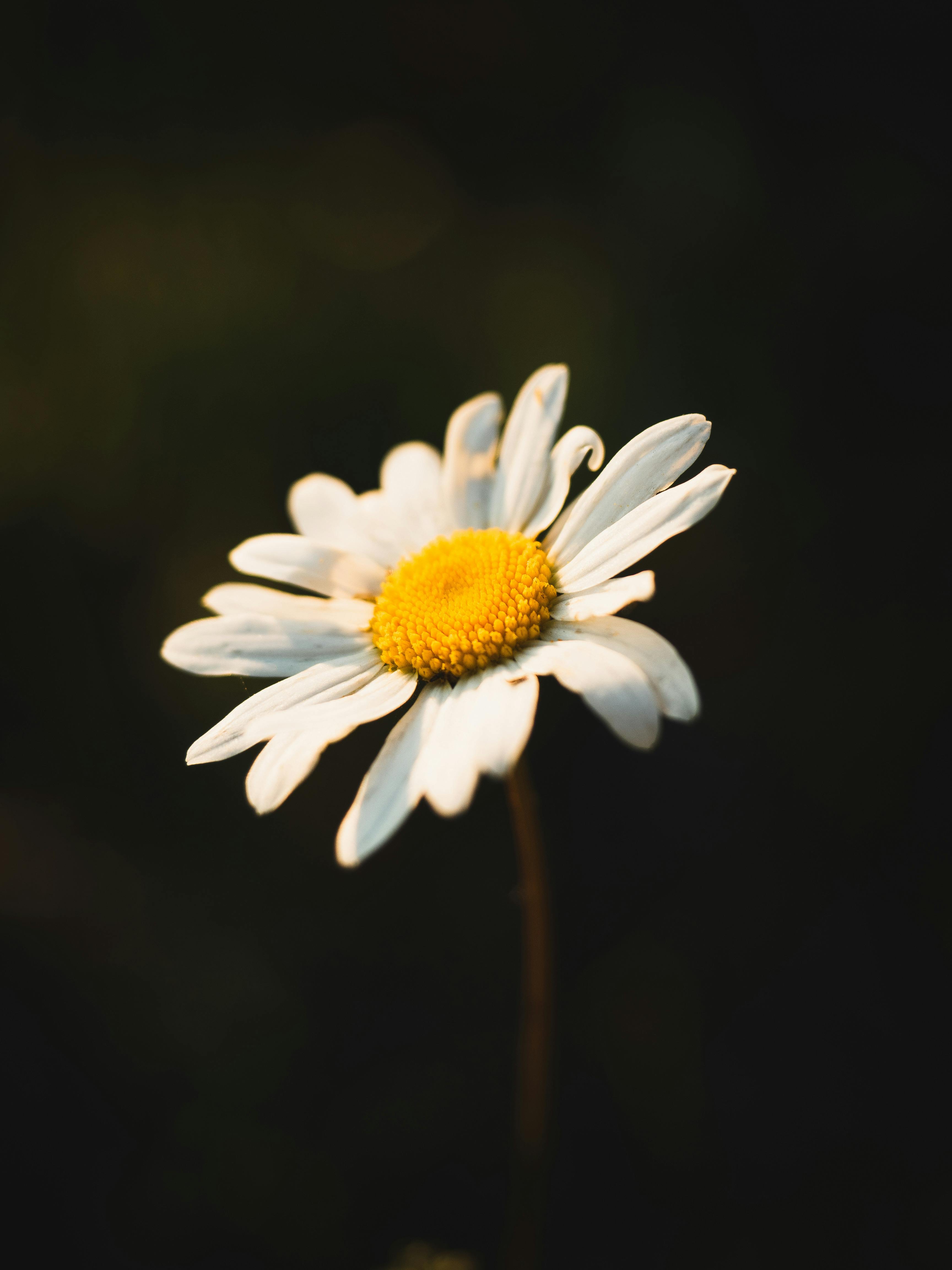 white-marigold-coming-out-of-jeans-pocket-free-stock-photo