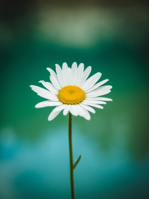 Close-Up Shot of a White Daisy in Bloom