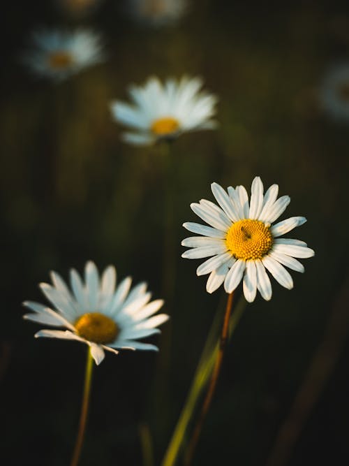 Foto stok gratis berbunga, bunga-bunga, daisy putih