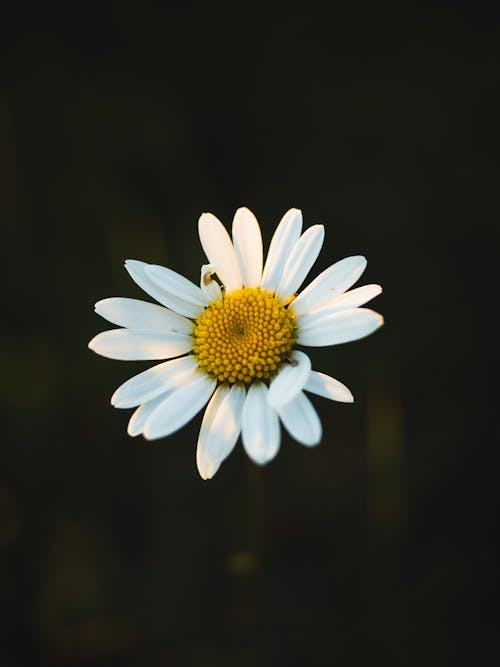 Close-Up Shot of a White Daisy in Bloom