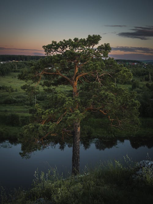 Immagine gratuita di alberi, corpo d'acqua, crepuscolo
