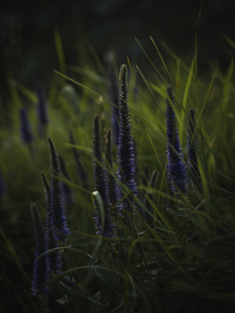 Close Up Shot Of A Garden Speedwell