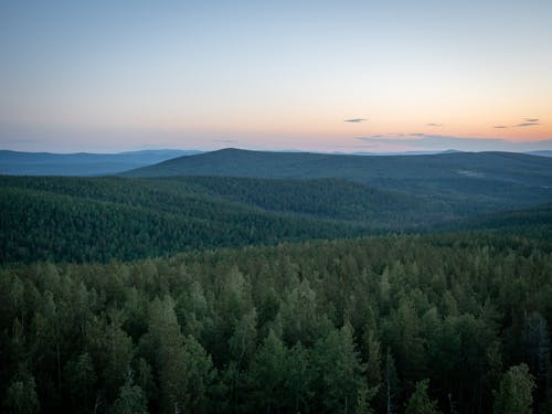Aerial View of Trees on a Mountain