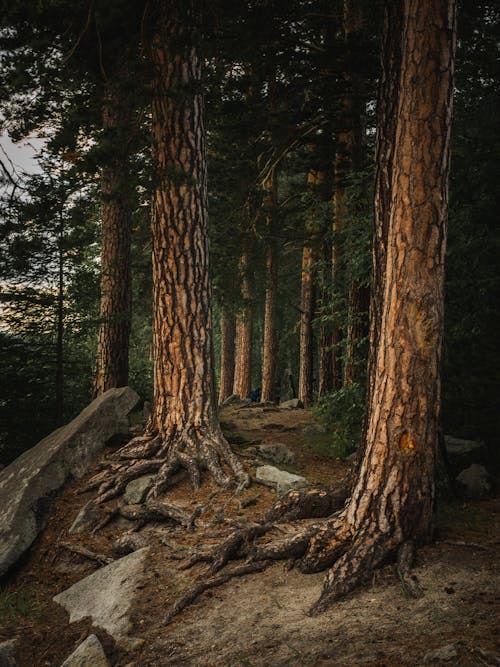 Brown Tree Trunks in the Forest