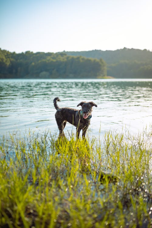 A Dog Standing on the Water 