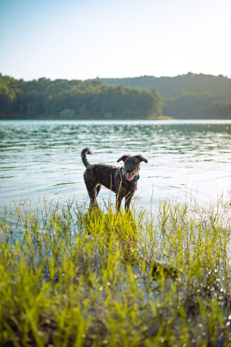 A Dog Standing On The Water 