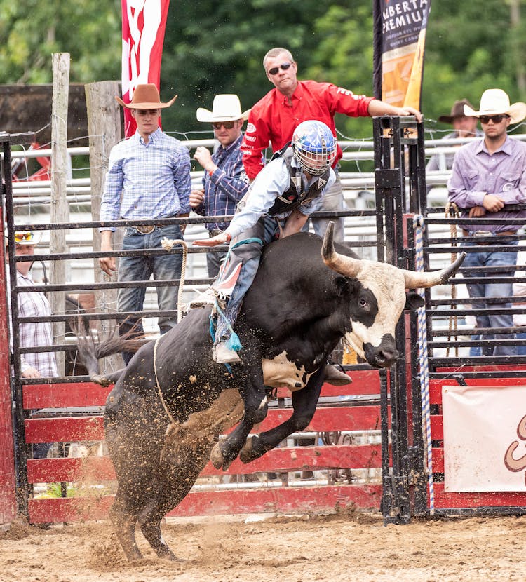 Man Jumping On A Bull And Audience Behind A Fence