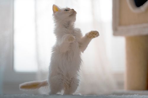 Free Adorable fluffy white kitten playfully standing on hind legs indoors. Stock Photo