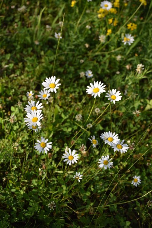 Free Bright white daisies blooming in a grassy field under daylight. Stock Photo
