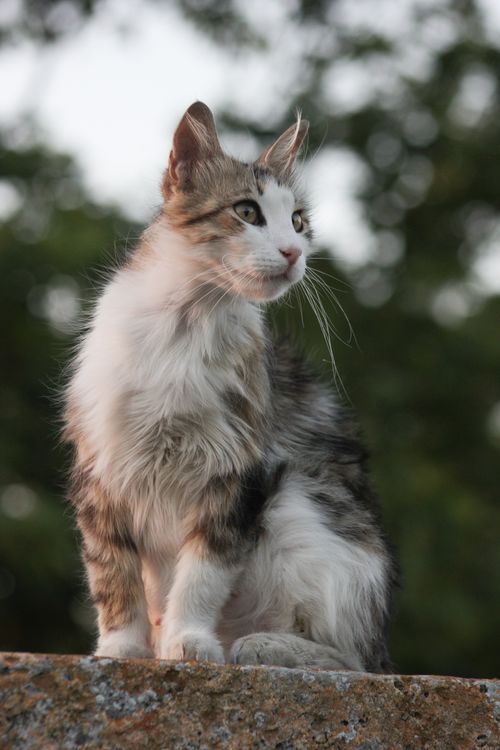 Free A beautiful long-haired cat sits on a stone wall, gazing into the distance. Stock Photo