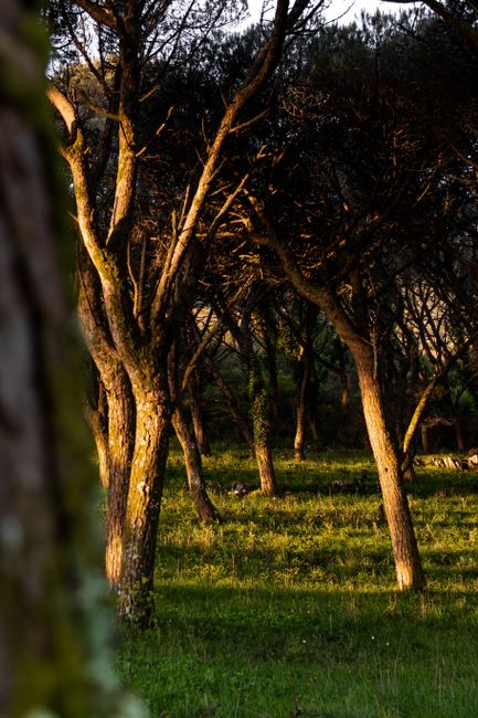Sunlight illuminating a serene pine forest near Lisbon, showcasing natural beauty and tranquility.