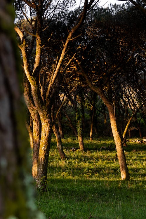 Trees on a Grassy Field