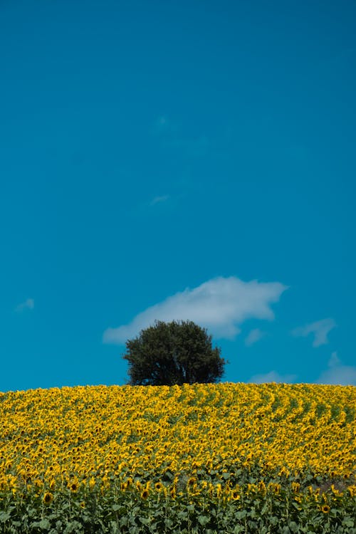 A Yellow Sunflowers on the Field Under the Blue Sky