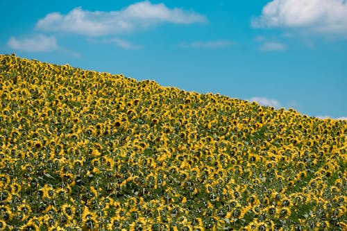 A Field of Sunflowers Under the Blue Sky 
