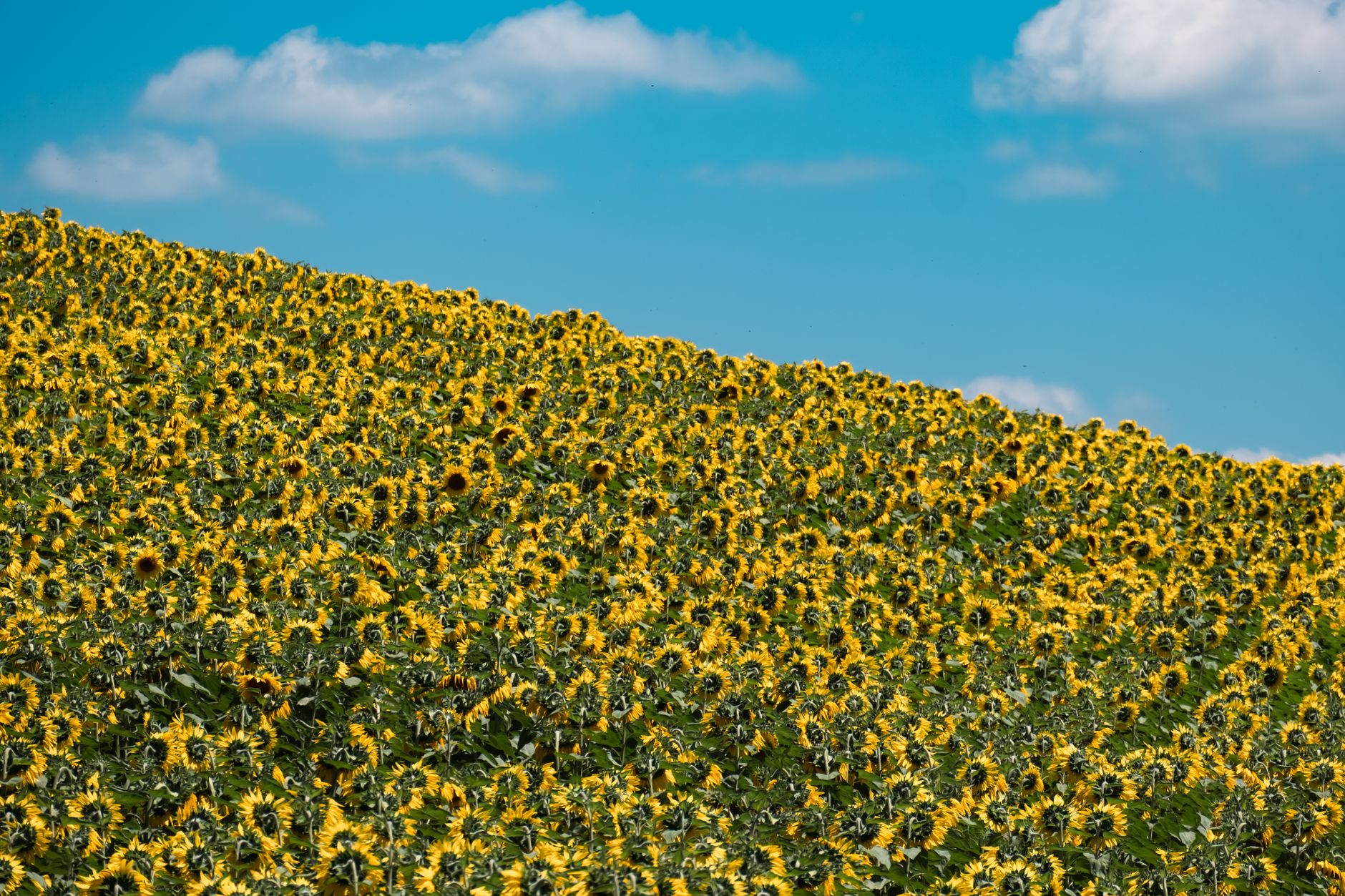 Season Planning for Sunflower Farming in Kenya