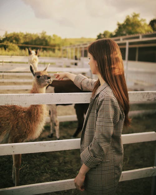 A Woman in Plaid Blazer Petting a Llama