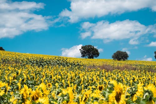 Sunflower Field under the Cloudy Blue Sky