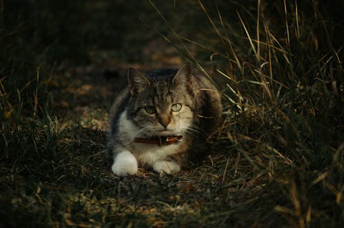 A Cute Cat Lying on Grass Field