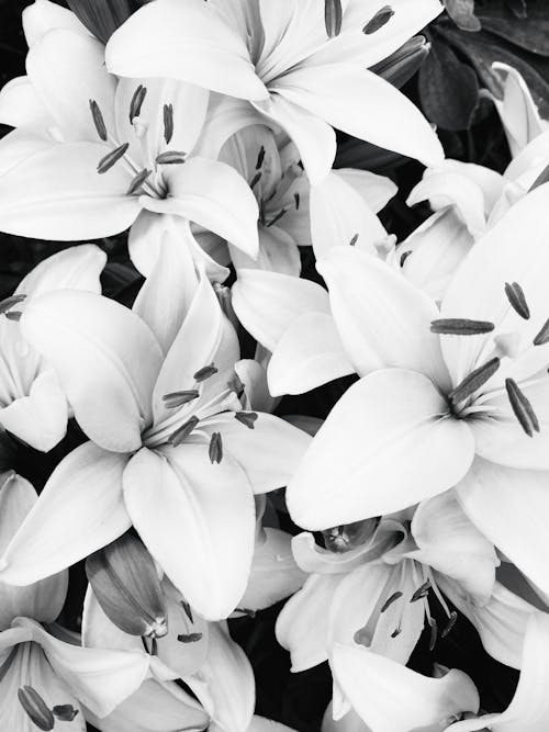 คลังภาพถ่ายฟรี ของ กลีบดอก, กำลังบาน, ขาวดำ