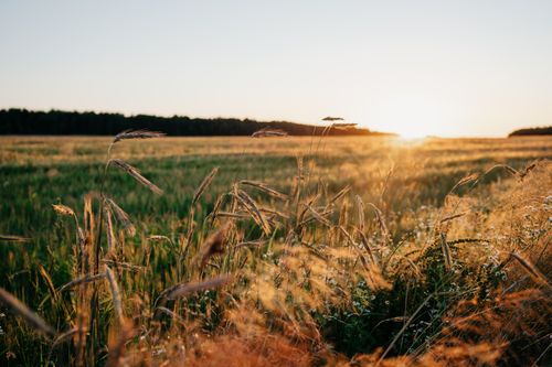 Free Explore the serene beauty of a Belarusian grassland at sunset, capturing the warm glow and natural landscape. Stock Photo