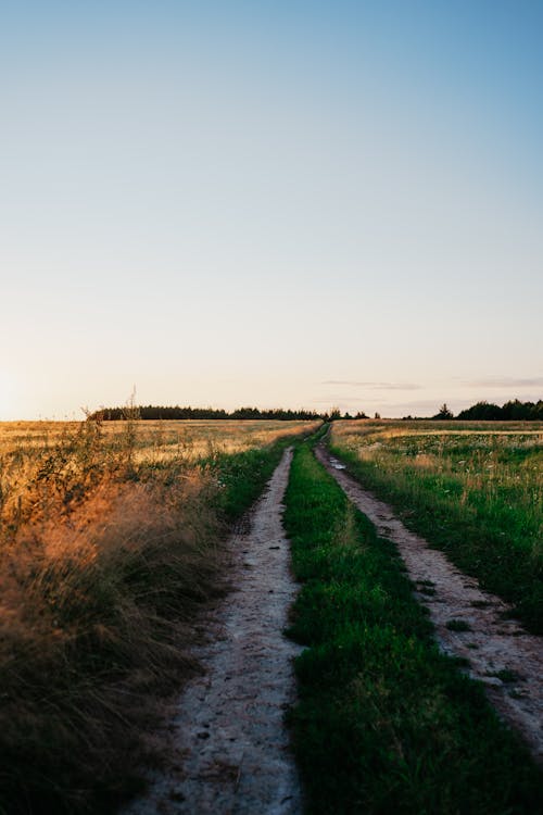 Green Grass Field Under White Sky