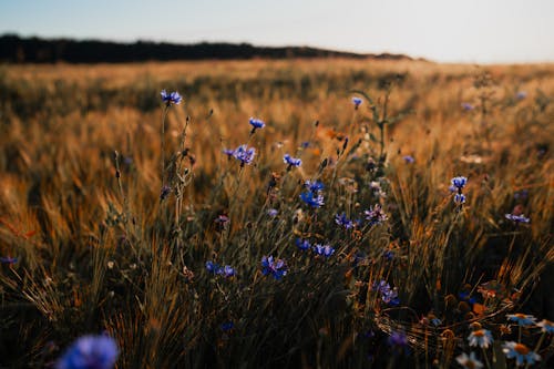 Immagine gratuita di campo d'erba, crescita, fiori blu