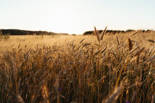 Immagine gratuita di azienda agricola, campagna, campo di grano