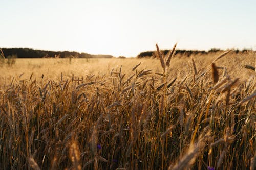 Darmowe zdjęcie z galerii z flora, gospodarstwo, pole pszenicy