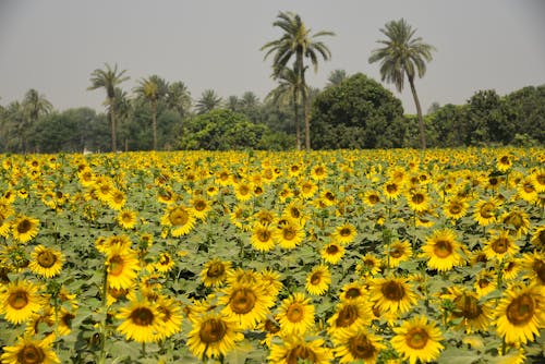 Free stock photo of flowers, nature, sun flowers