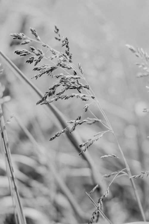 Free Artistic monochrome close-up of tall grass with blurred background, showcasing nature's elegance. Stock Photo