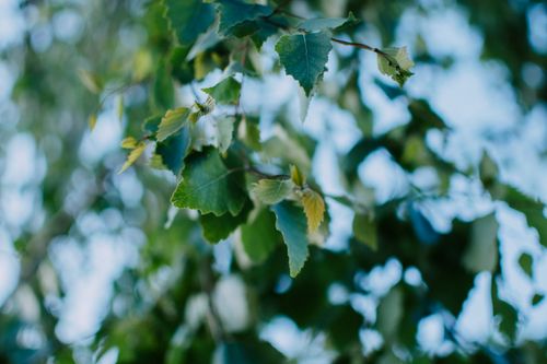 Free A close-up of vibrant green tree leaves with a blurred background and bokeh effect. Stock Photo