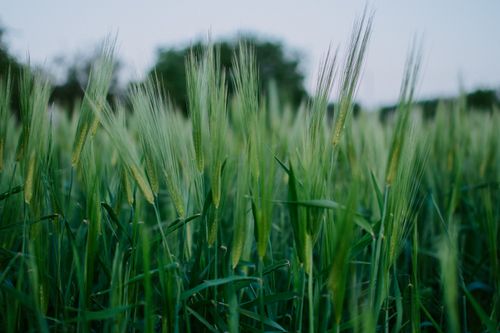 Free A serene view of a green barley field under the soft light of sunset, showcasing nature's beauty. Stock Photo