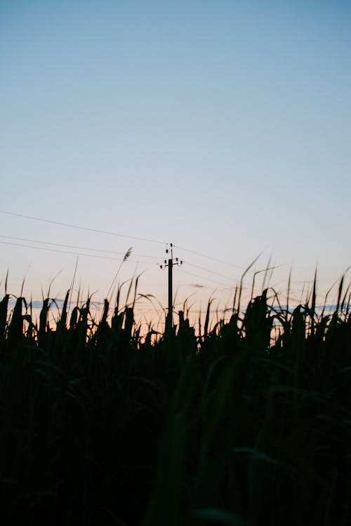 Free Silhouette of Utility Pole and Grasses Stock Photo