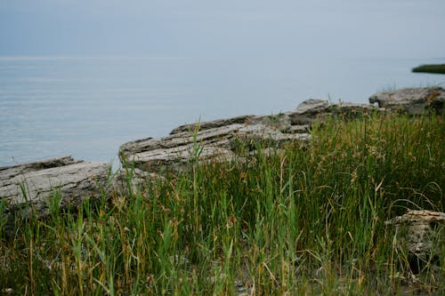 Free Grass by a Rocky Cliff Stock Photo