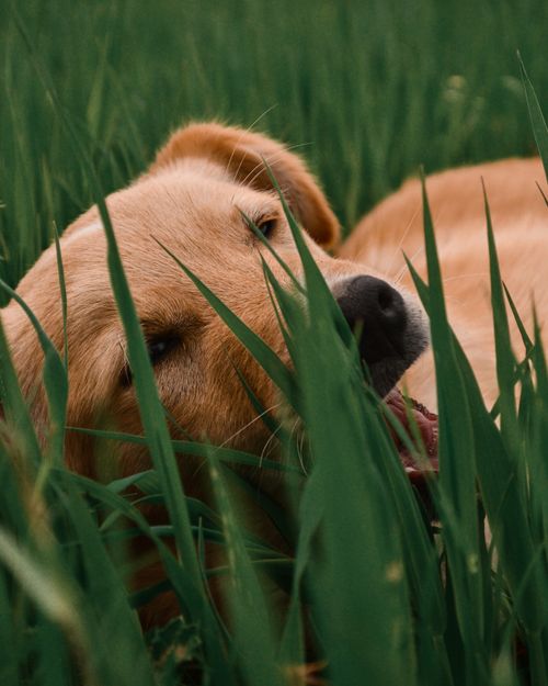 Free A content golden retriever lying serenely in vibrant green grass, enjoying the outdoors. Stock Photo