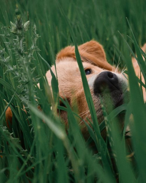 Free Close-up of a golden dog resting in lush green grass, capturing serene outdoor ambiance. Stock Photo