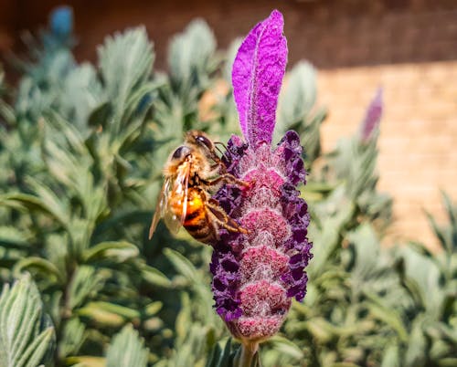 無料 紫の花にとまるミツバチのクローズアップ写真 写真素材