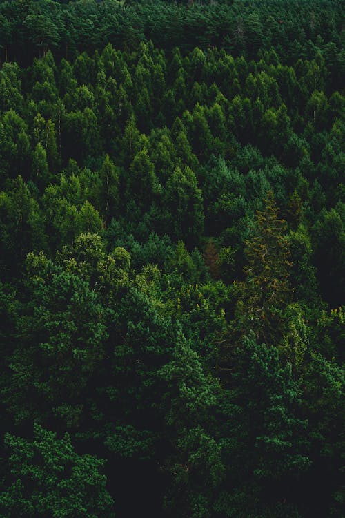 An Aerial Photography of Green Trees at the Forest