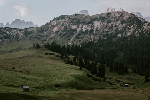 Serene view of a mountainous meadow with scattered trees, ideal for nature lovers.